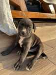 Szczenię Pitbull terrier