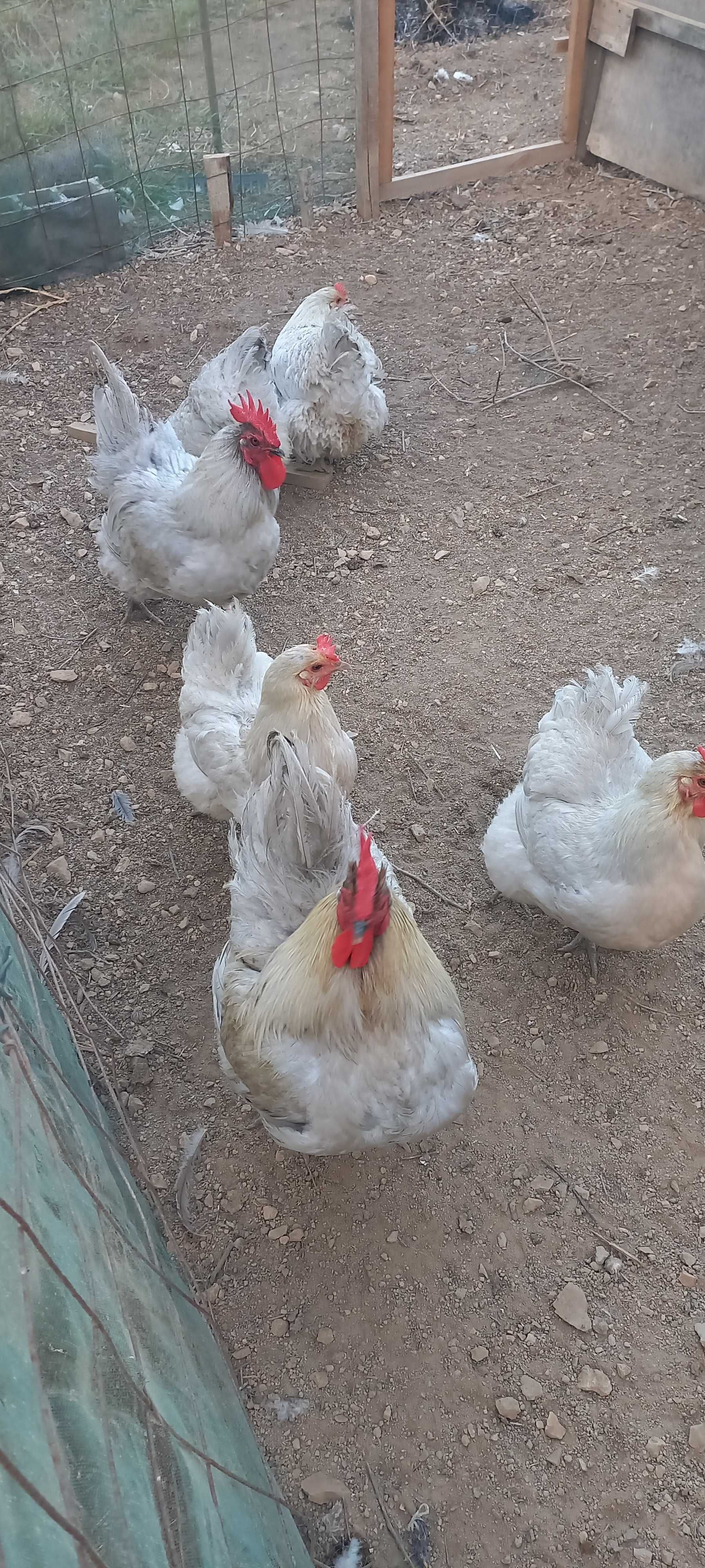 Ovos Galados Rhode Island Red - C/Garantia