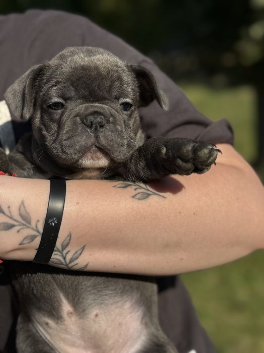 Sunia buldog francuski