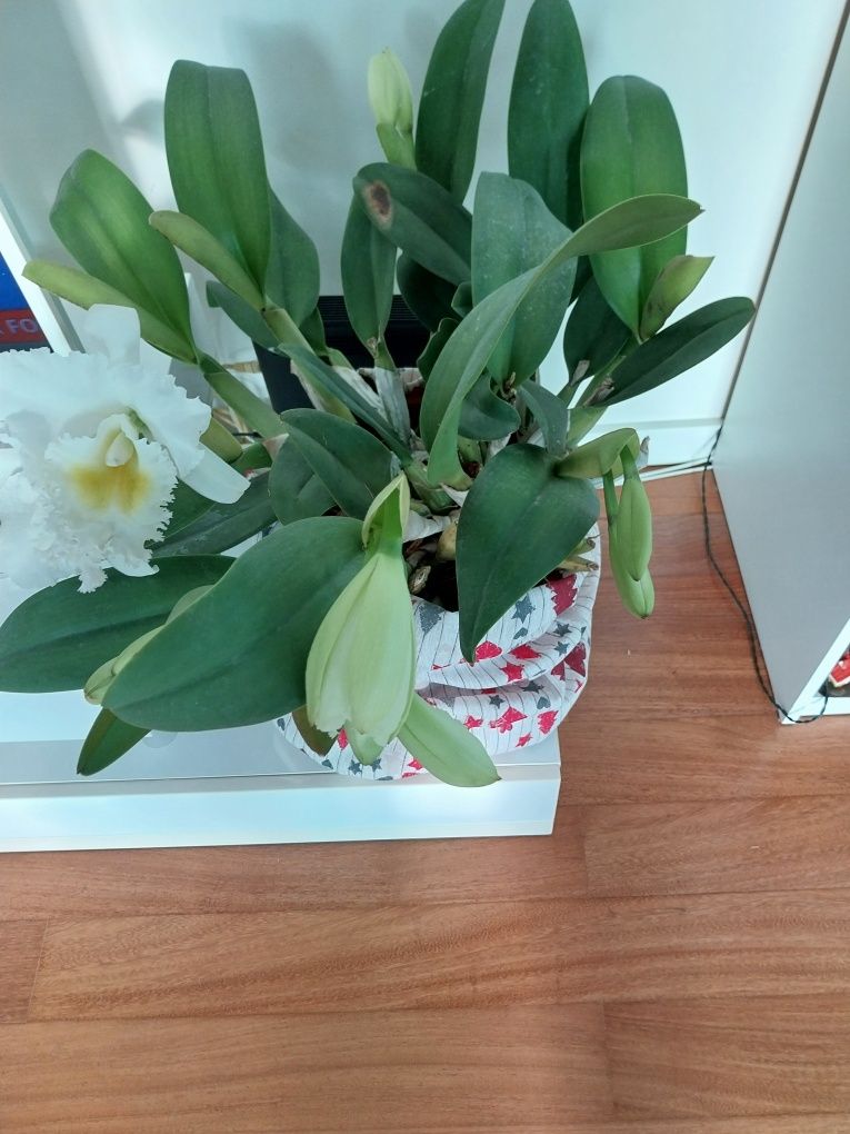 Flores  de qualidade