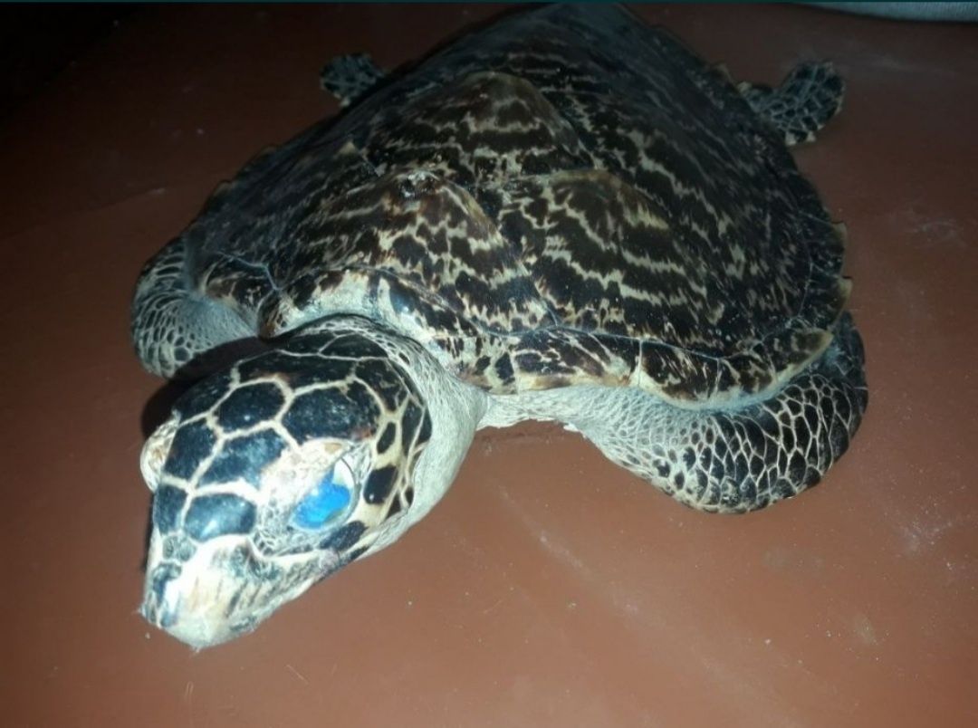 Чучело черепахи, привезён с Австралии