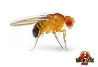Живой корм для амфибий - Дрозофила Хидея Drosophila hydei
