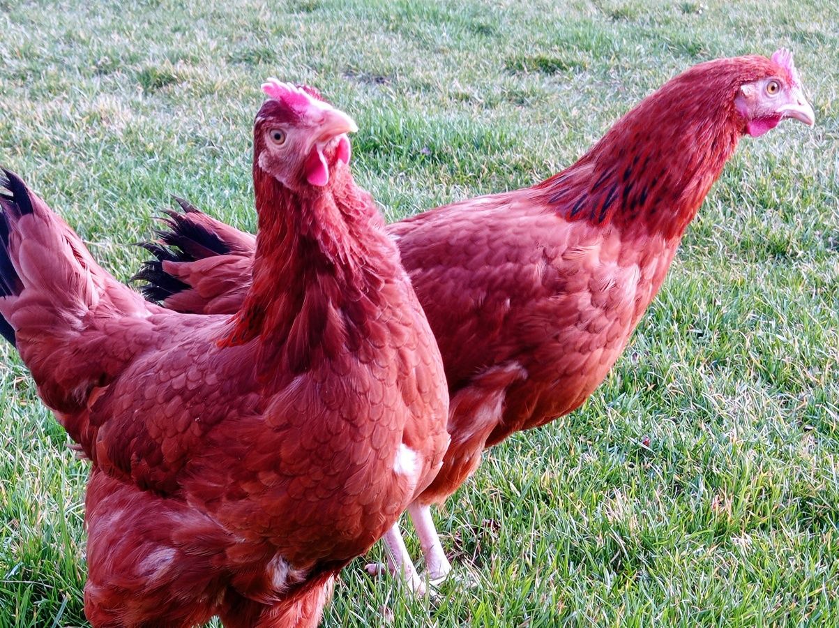 Kury Rossa młode kokoszki na jajko zielononóżki leghorn rosa nioski