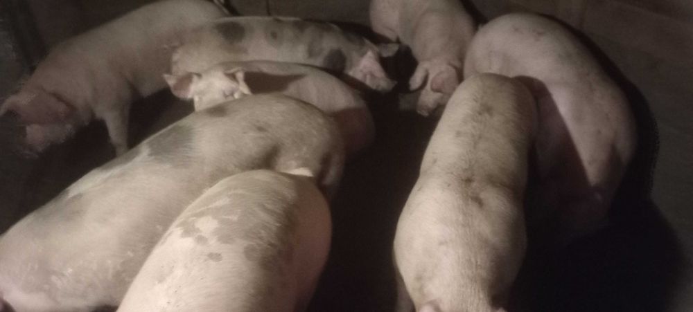 Продам свині живою вагою