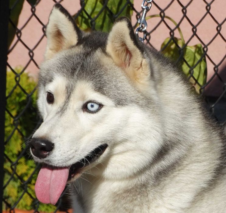 Piękny piesek siberian husky ZKwP / FCI