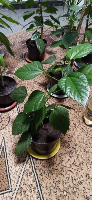 Роза Гибискус комнатные растения