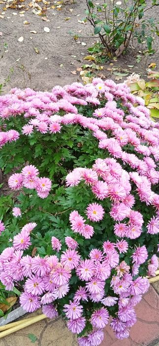 Квіти кімнатні в терасні