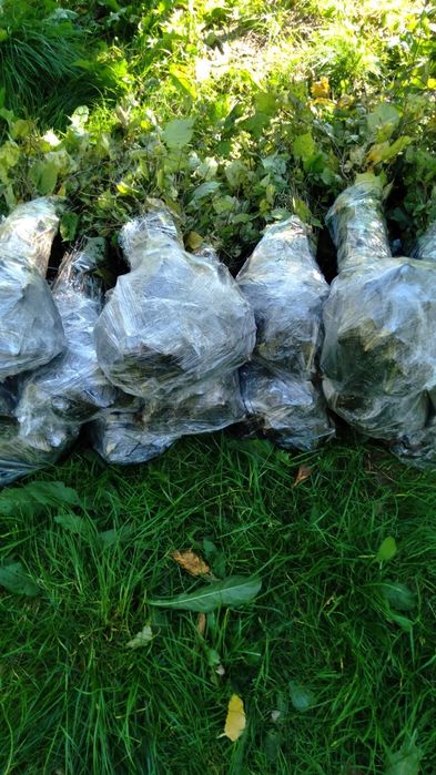 Саженцы липа клен рябина ясень дуб бук береза граб. Опт, розница