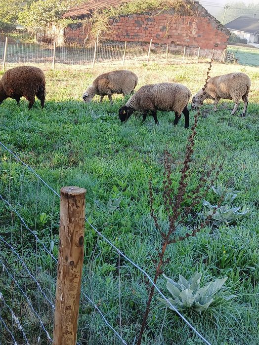 Borrego Suffolk Puro