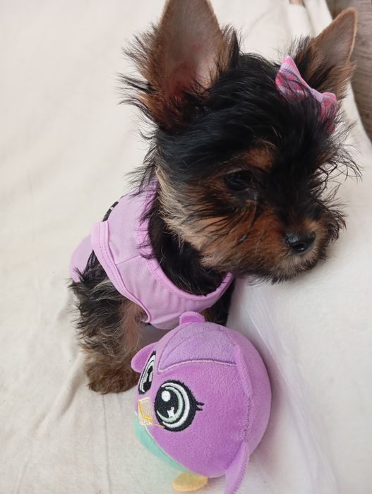 Маленькі красунчики йорки