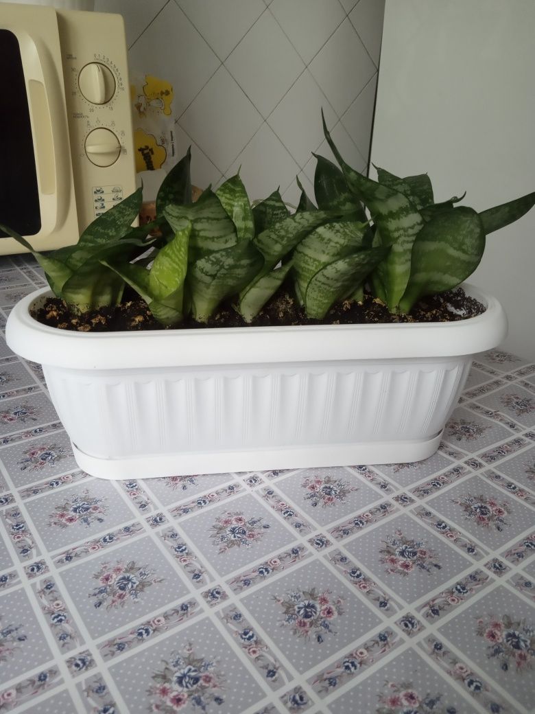 Сансевиерия трёхполосная
Sansevieria trifasciata