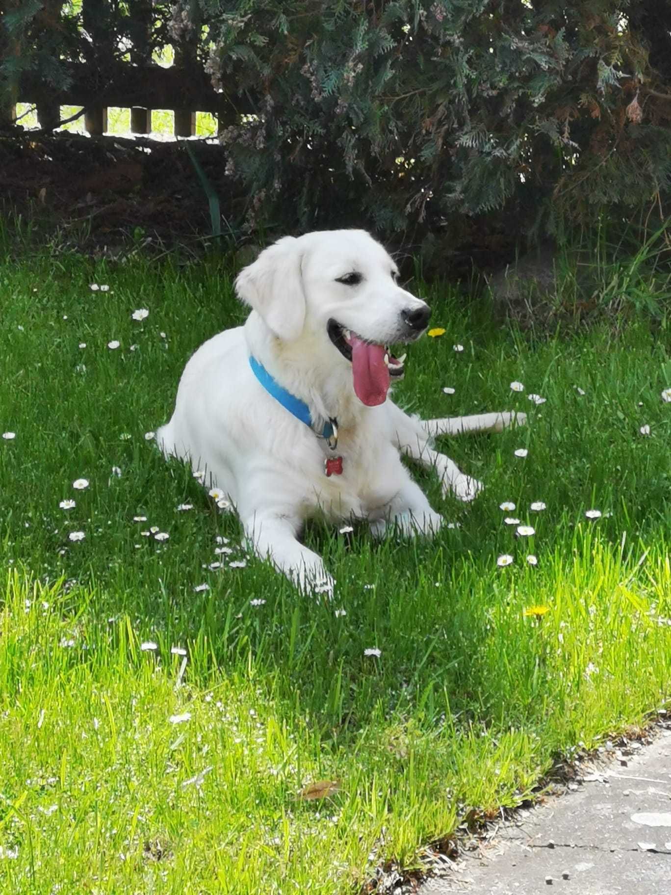 Zapowiedź miotu szczeniaków Golden Retriever ZHPR Siedliskowo