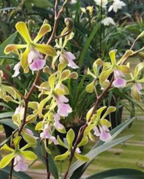 Epidendrum Floribundum