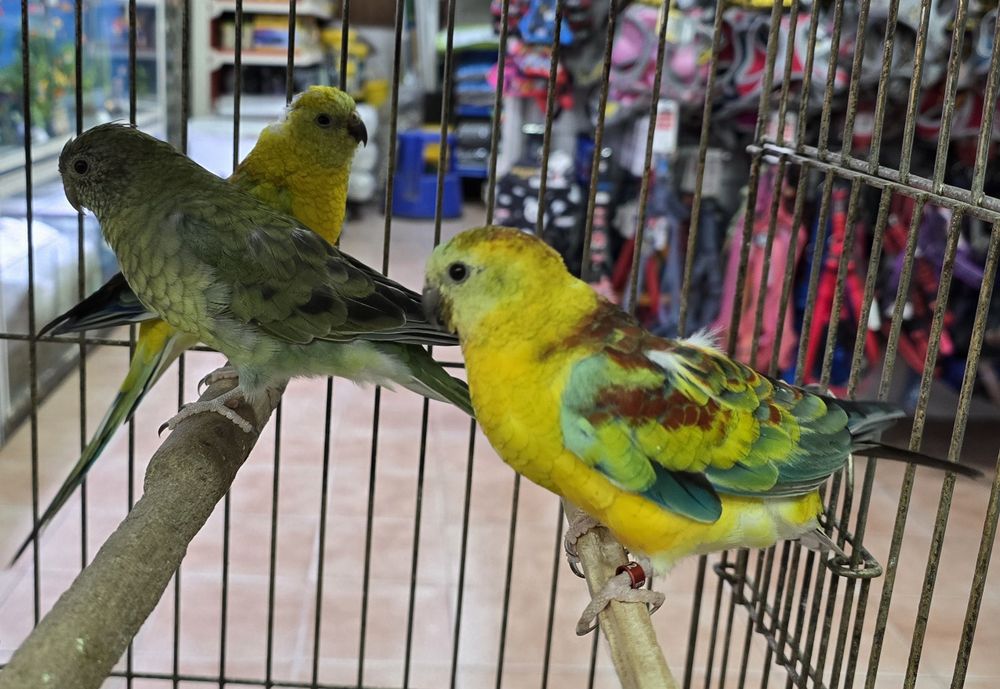 Red Ramp prontos para criar