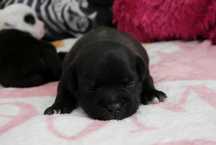 Staffordshire Bull Terrier ZKwP , Staffik FCI piękna, czarna SUCZKA