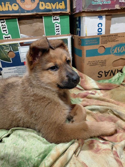 Отдам щенка в хорошие руки