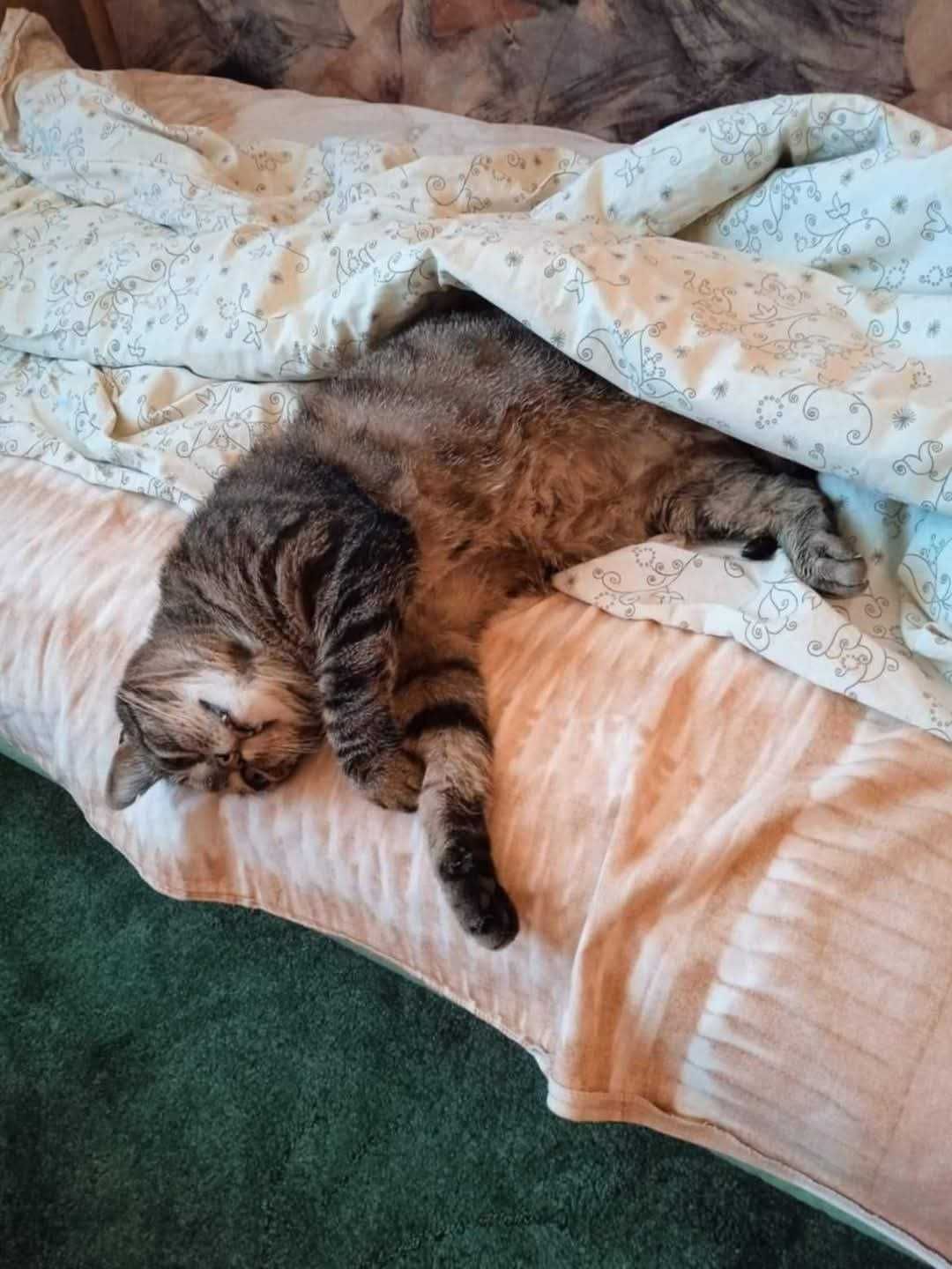 Kocur Busik szuka domu