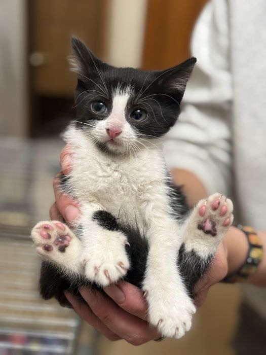 Кошеня дівчинка шукає люблячу сім’ю