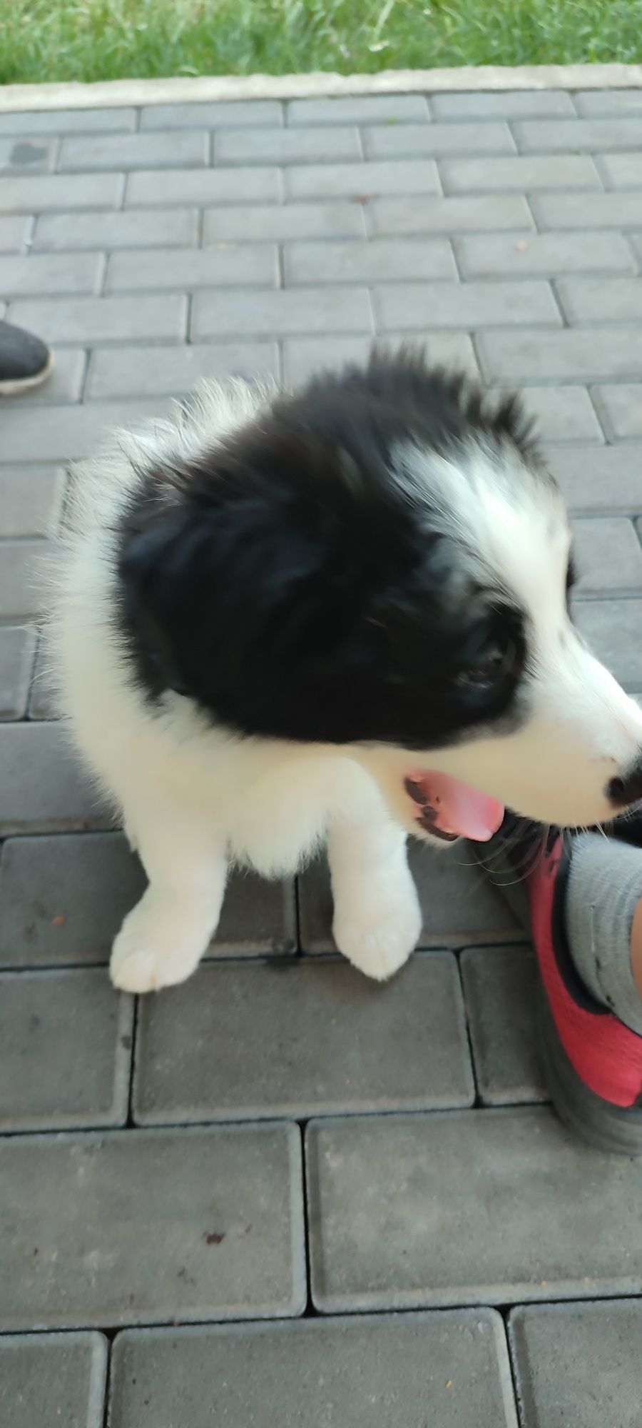 Border Collie szczeniak z rodowodem