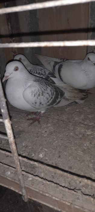 Żałobniki gołebie