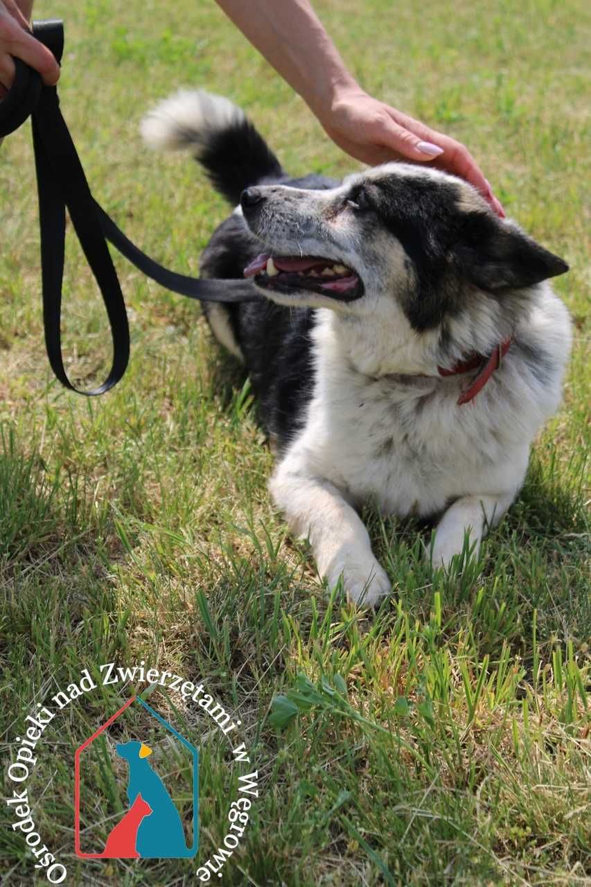 Fajny piesek Lolo szuka domu!