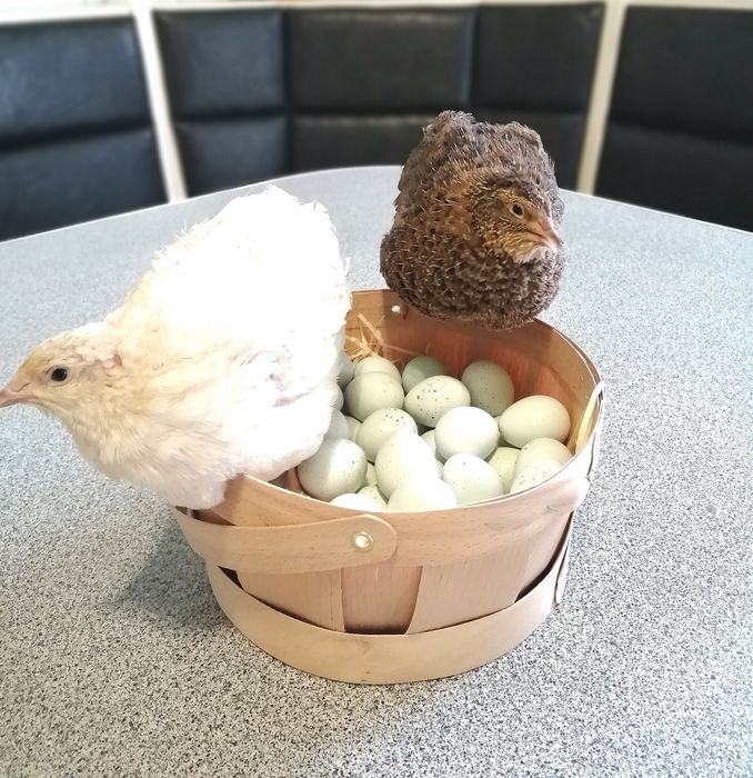 Перепела породи Целадон (Селадон)Селадони