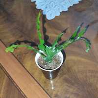 Epiphyllum anguliger-kaktus zyzgak