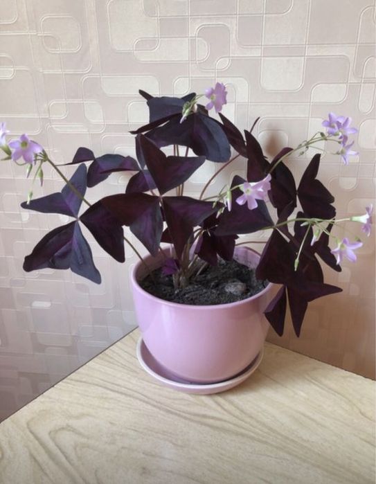 Оксаліс трикутний або кислиця