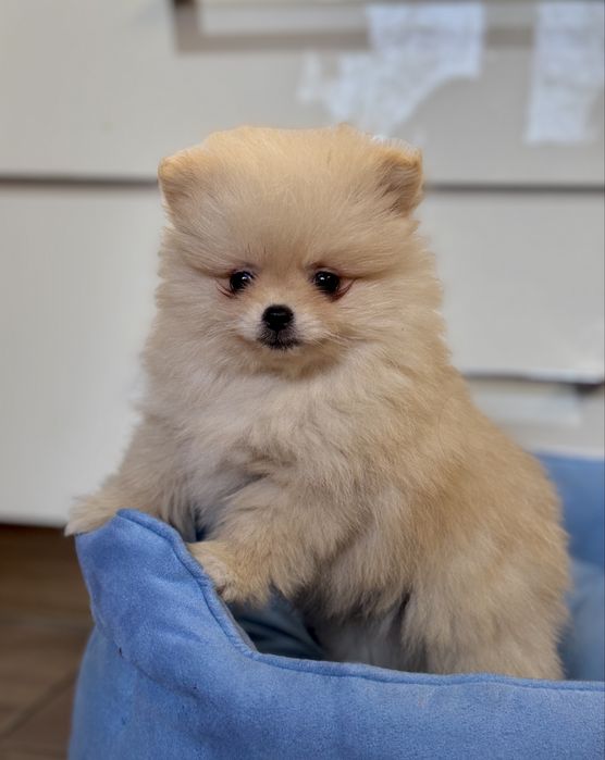 Szpic Miniaturowy PIĘKNY szczeniaczek