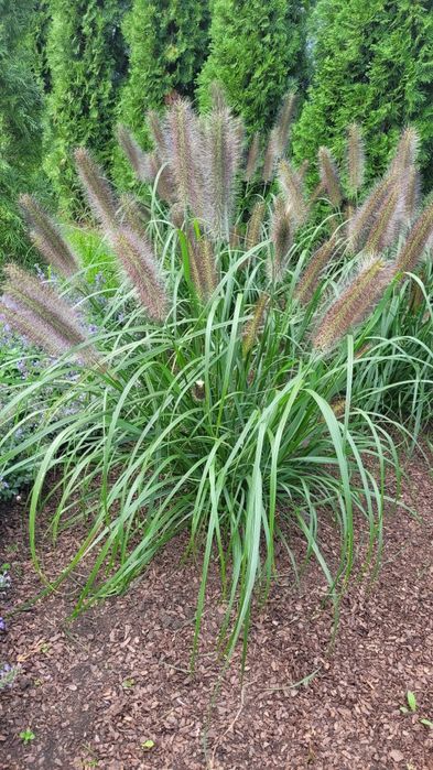 Злакові трави: пеннісетум, міскантус тощо