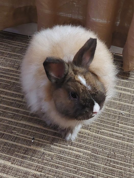 Coelho Angorá Anão