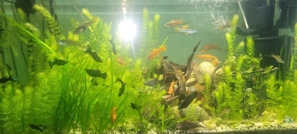 Rośliny akwariowe