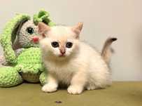 Шотландский  котенок золотой поинт