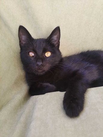 Черный котенок серая кошечка бесплатно в добрые руки