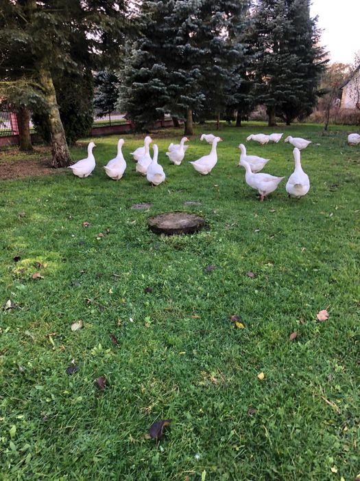 Sprzedam gęsi żywe bądź tuszkę z własnego chowu