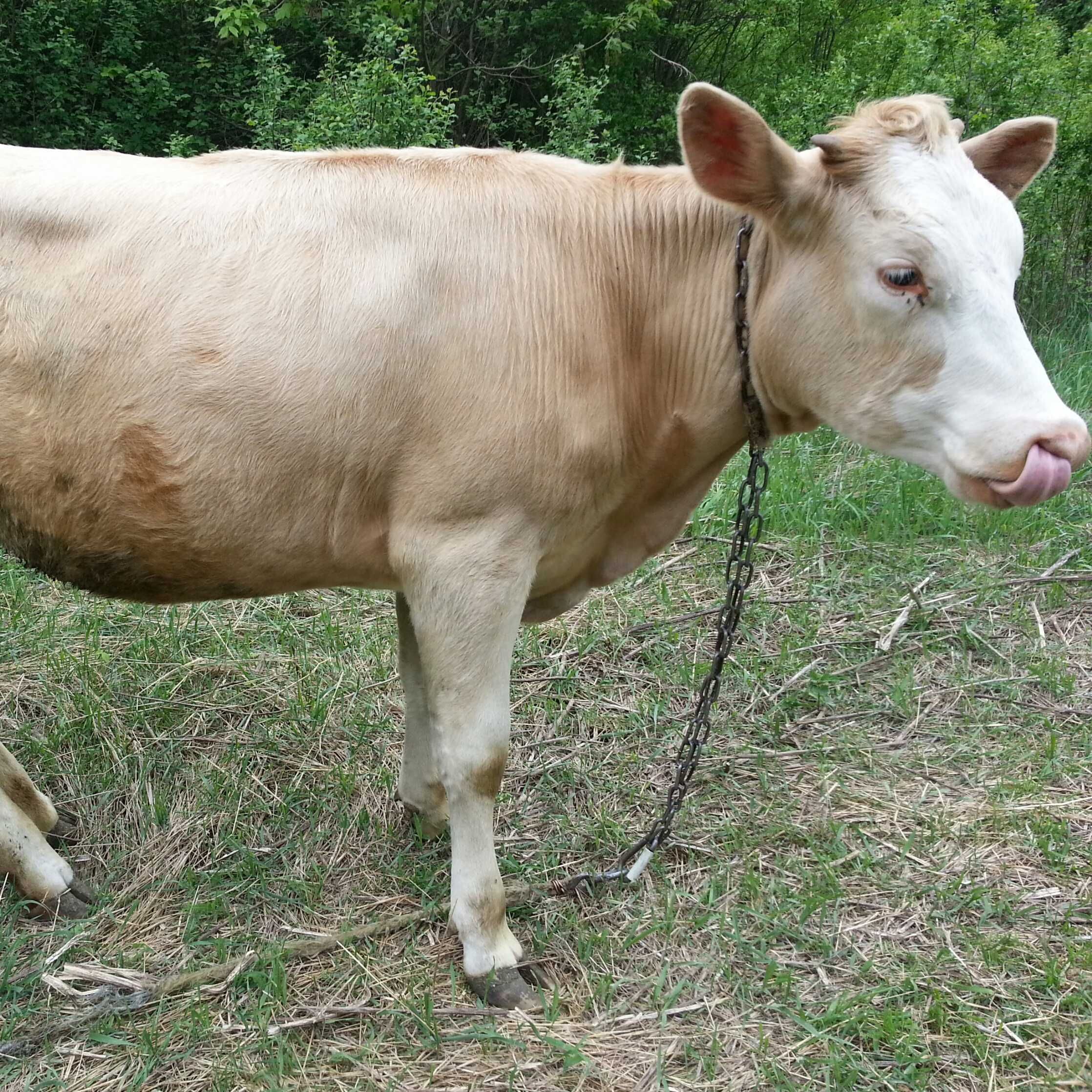Продам теличку на корову !!! порода Червона степова 22.000грн