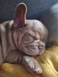 Bulldog Francês Isabella