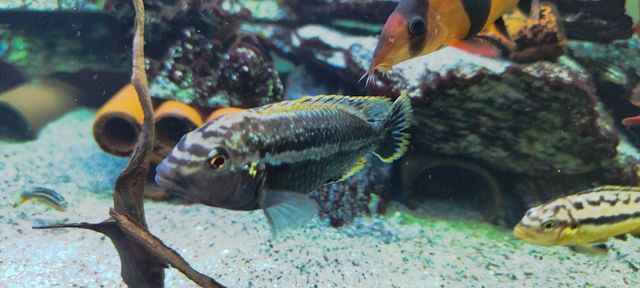 Pyszczak Melanochromis auratus