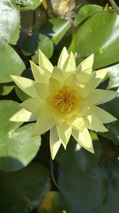 Лілії,німфеї,водна лилия