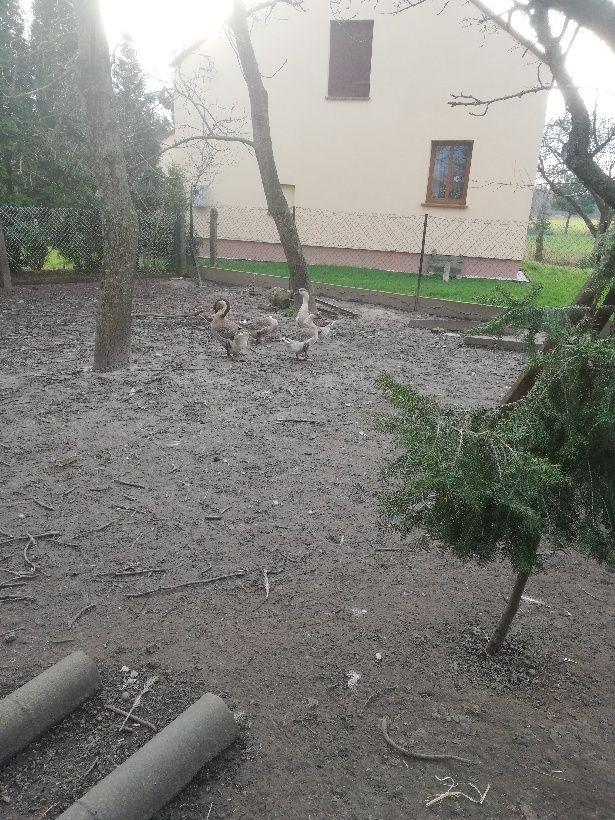 Jaja legowe  gęś  garbonosa
