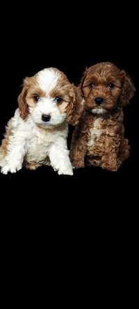 Cavapoo cavadoodle cavalier pudel