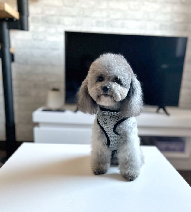 Pudel toy szary/srebrny, cudowny, linia chińska, badania.