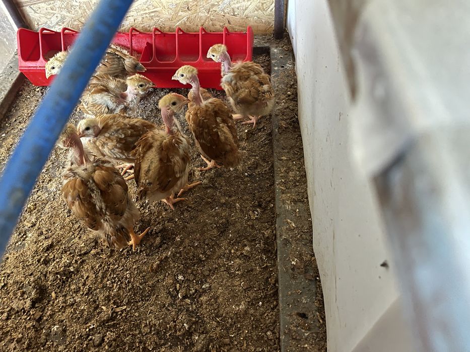 Ovos galados e pintos