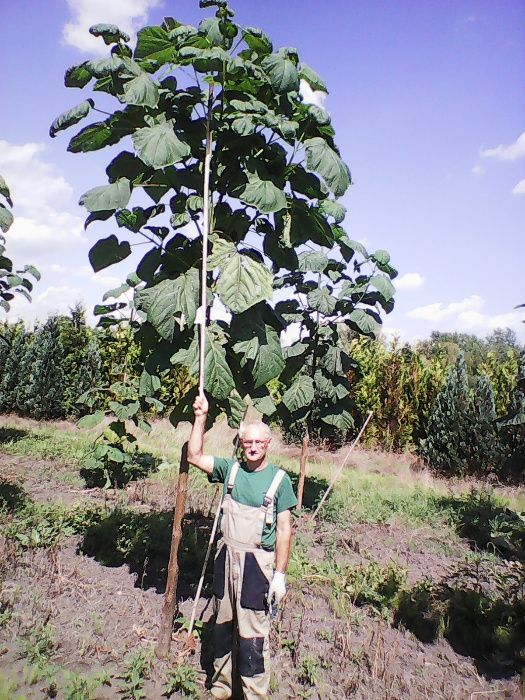 Szybko rosące drzewo Paulownia Chińska ,duże sadzonki