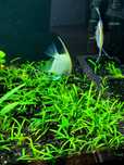 Sagittaria subulata