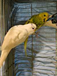 Волнистый попугай - красота и обояние в одной птичке