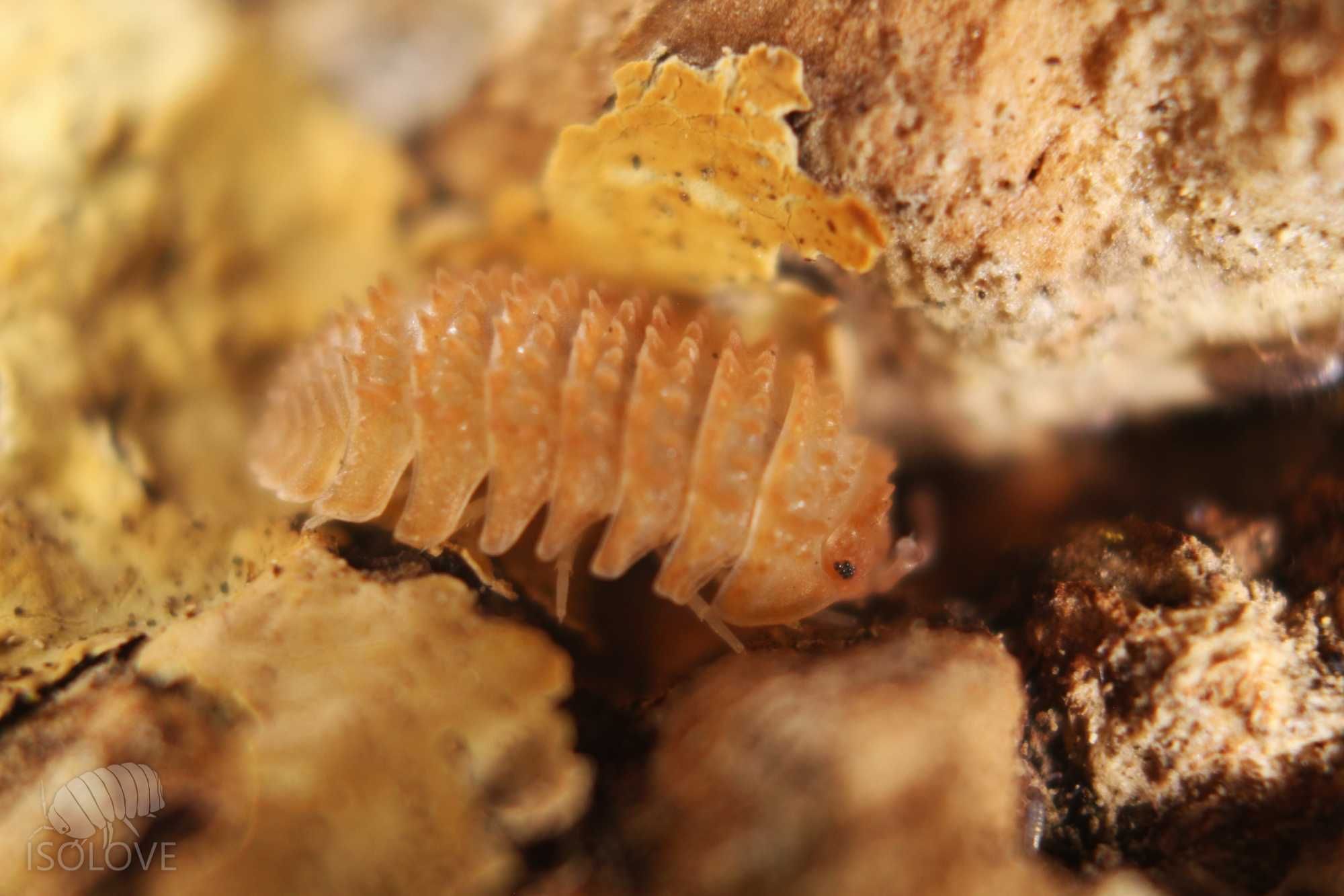 Cristarmadillidium muricatum, kolczaste równonogi (isopoda).