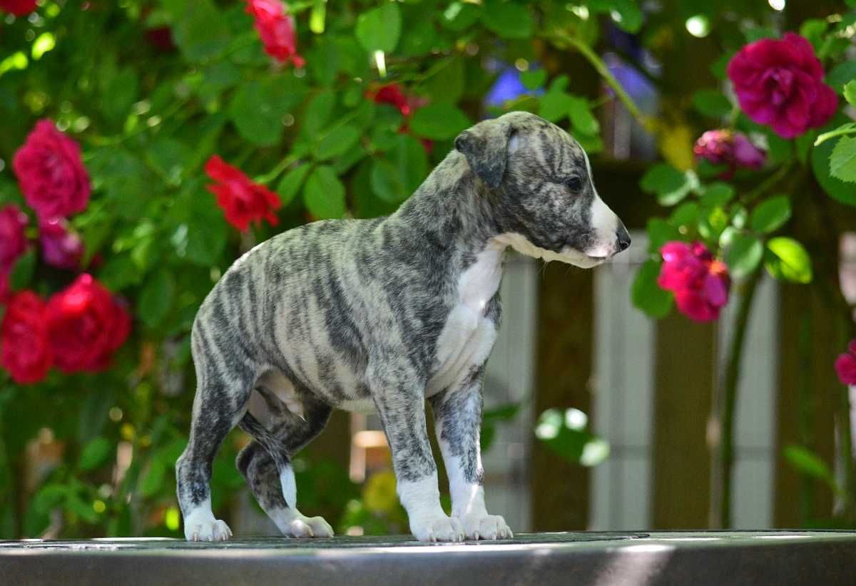 Whippet chart angielski piesek hodowla FCI