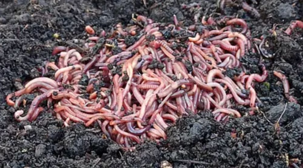 Семья калифорнийских червей для переработки органических отходов