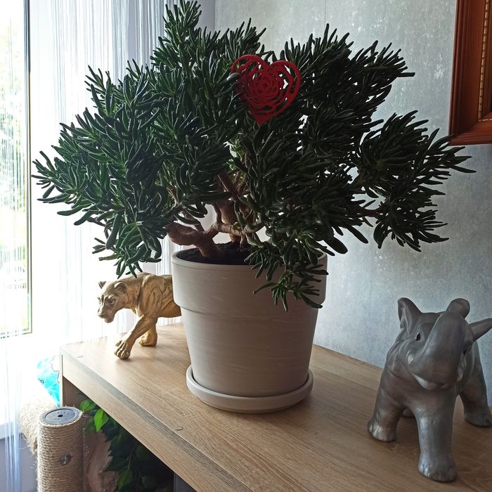 Kwiat Sukulent olbrzym